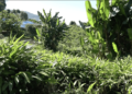 Cardamom cultivation boosts livelihoods in Norjangsa, Tsirang